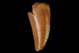 Serrated, Raptor Tooth - Real Dinosaur Tooth #158967-1